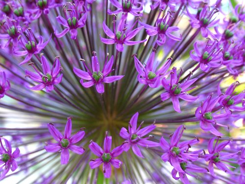 Allium Head (Closer)