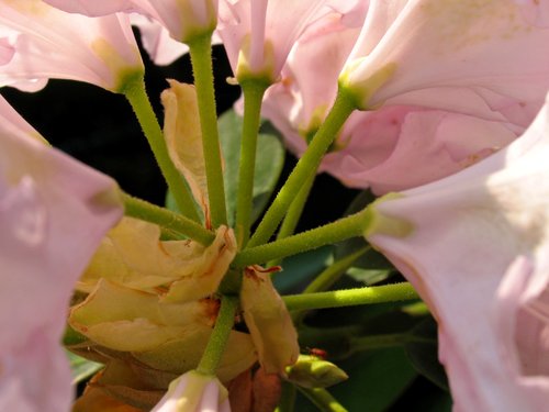 Rhododendron (Focus on the Stems)