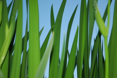 Yellow Iris (leaves only)
