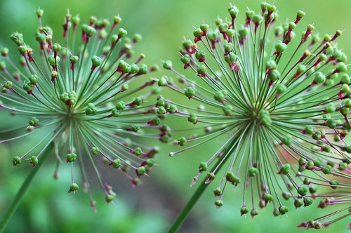 Allium Seed Heads