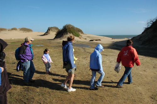 On the beach at Ano Nuevo State Park