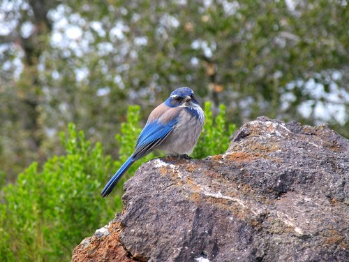 Western Scrub Jay (Looking at me)