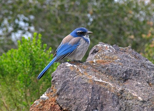 Western Scrub Jay (Close up of)