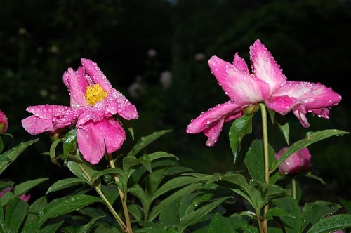 2 Pink Peonies
