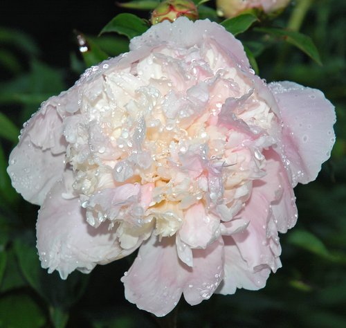 Pink (White) Peony