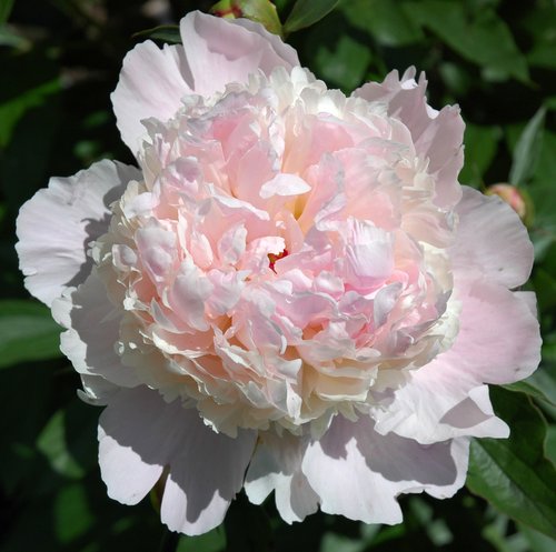Opening to the Sunlight