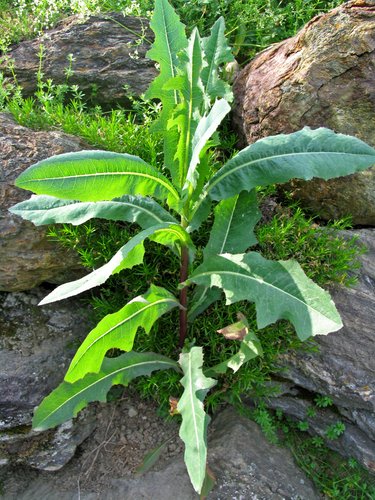"Prickly Lettuce" (related to Dandelion plant)