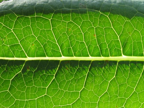 Prickly Lettuce Leaf Macro