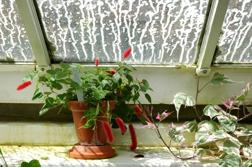 Strawberry Firetails (Acalypha repens)