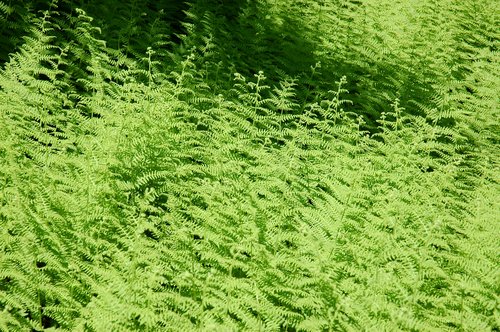 Hayscented Fern Meadow