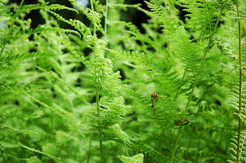 Hayscented Fern (detail)