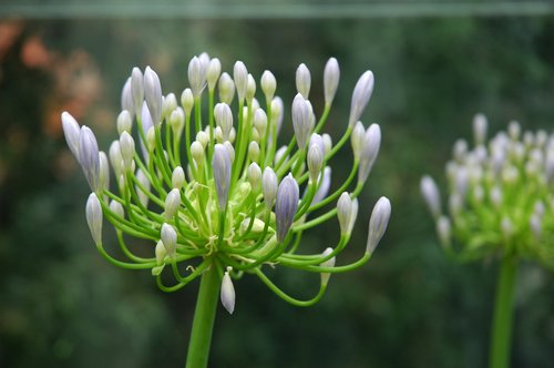 Agapanthus Lily