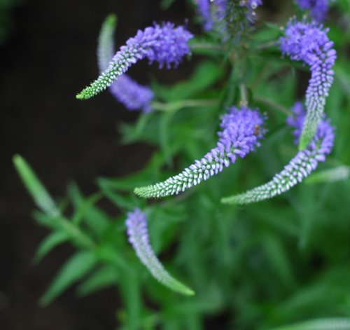 Long Leaf Speedwell