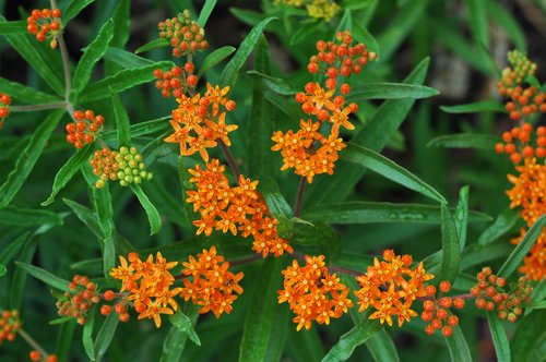 Butterfly Weed