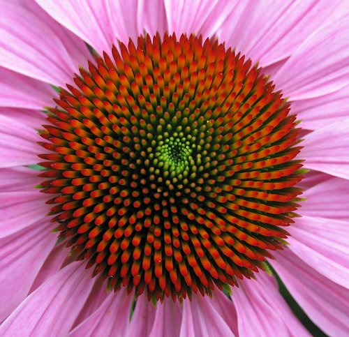 Cone Flower Center