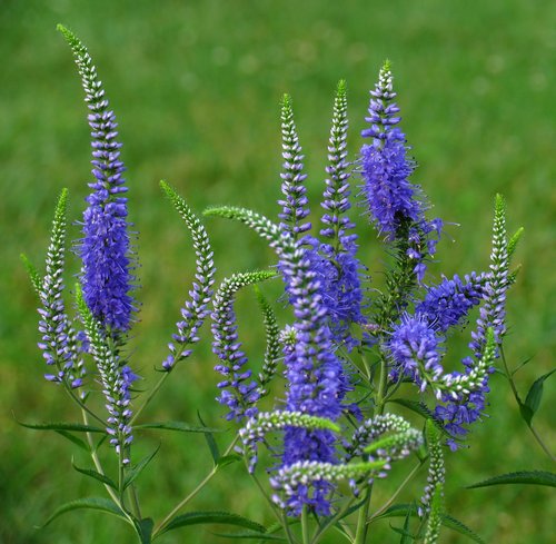 Long Leaf Speedwell