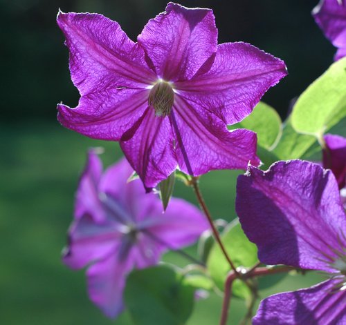 Purple Clematis