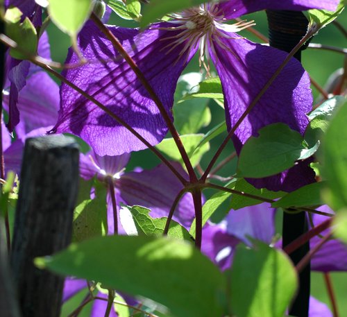 Purple Clematis