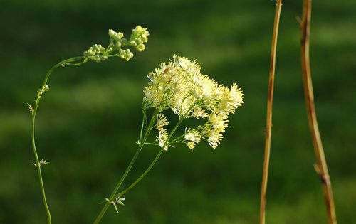 Meadow Rue
