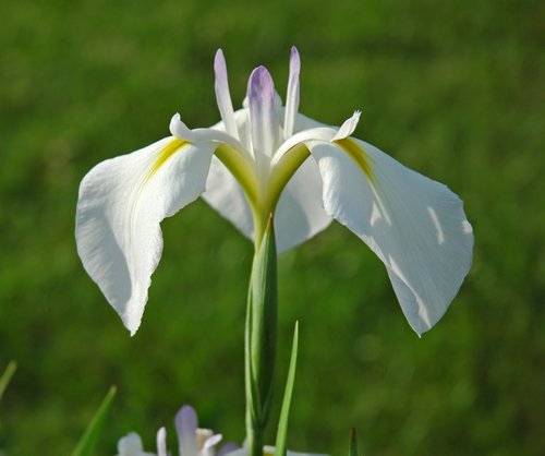 Iris