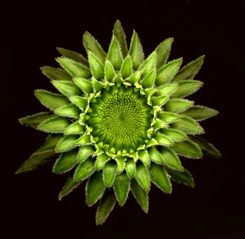 Echinacea Bud