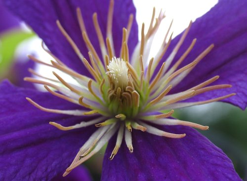 Clematis Center