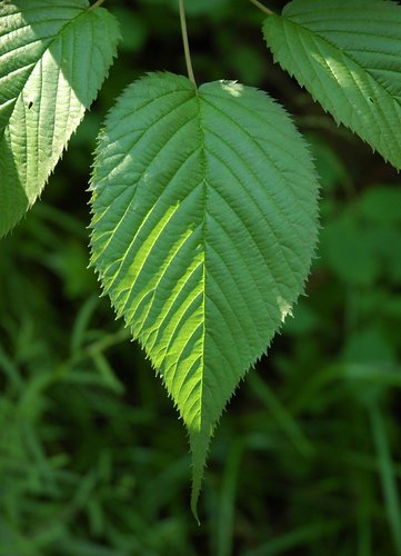 Raspberry (detail)
