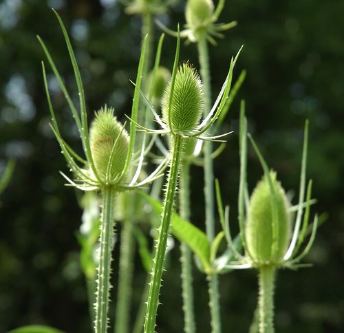 Thistle