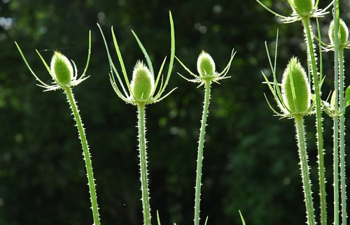 Backlit Thistle