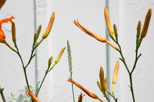 Tiger Lilies in front of Barn (Detail)