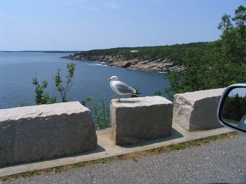 Acadia National Park Seagull