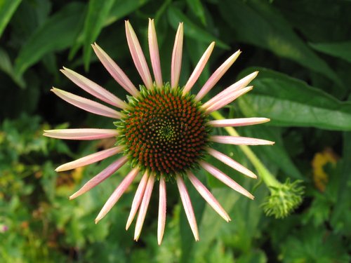 White Cone Flower