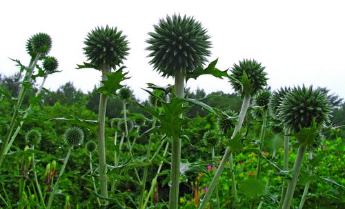 Blue Globe Thistle (Context)