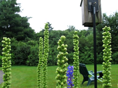 Vertical Garden (take 1)