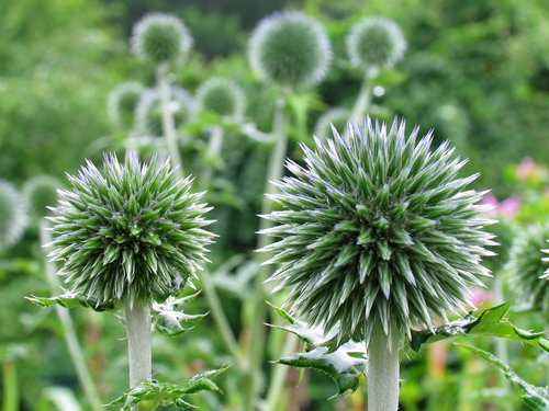 Blue Globe Thistle