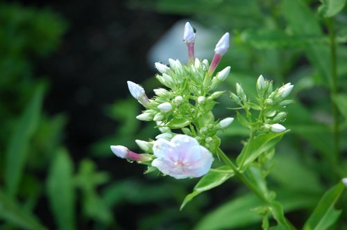 White Phlox