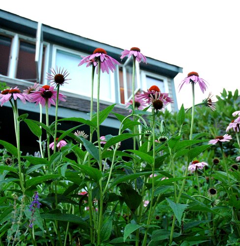 Echinacea