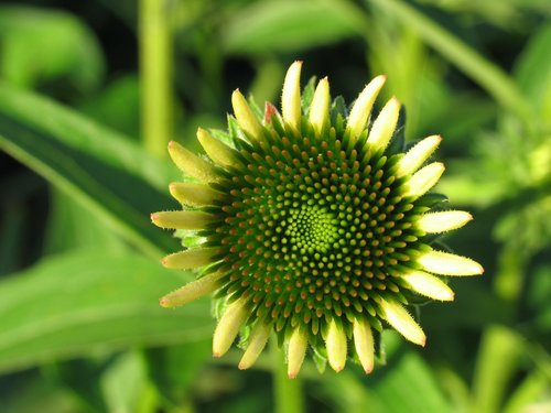 Coneflower (early stage)