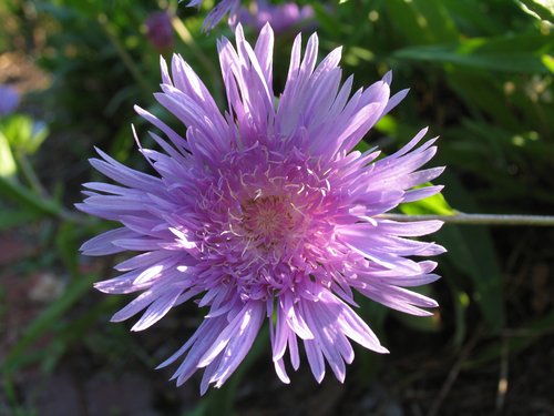 Stokes Aster
