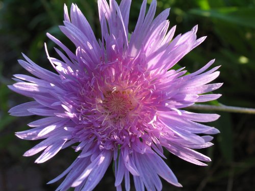 Stokes Aster