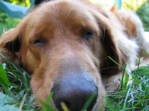 Sleeping off that summer heat