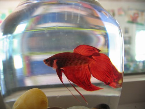 Siamese Fighting Fish