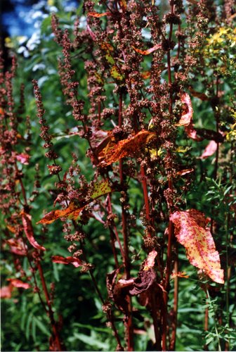 1993-Unknown-Red-Weed