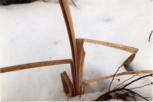 1996-Snow-Dry-Reed