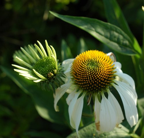 White Coneflower