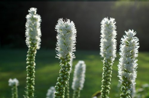 White Liatris (Detail)