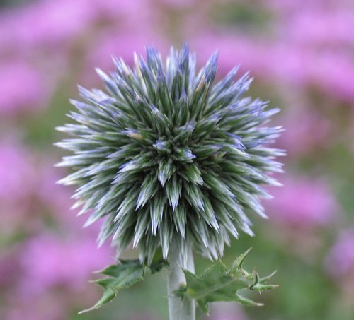Blue Globe Thistle