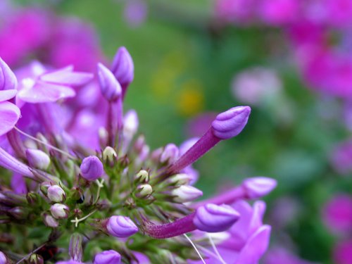 Purple Phlox