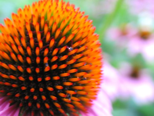 Coneflower Macro
