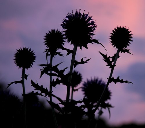 Garden Sunset